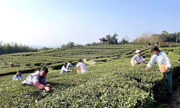 村民采茶忙。銅梁區(qū)委宣傳部供圖