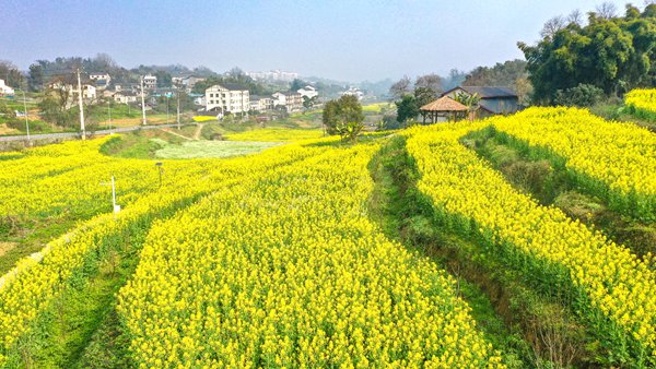 燦若湖旁的油菜花海。郭晉攝