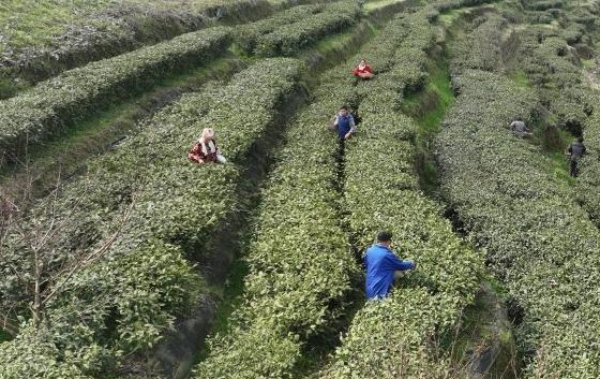 雙龍鎮(zhèn)付家山村的茶園里，村民們正在采摘春茶。雙龍鎮(zhèn)供圖