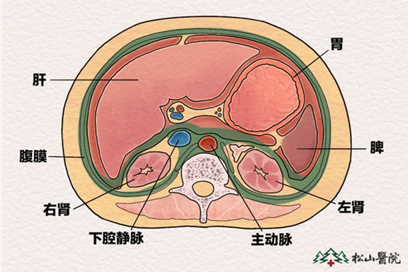 內(nèi)臟分布圖。重慶松山醫(yī)院供圖