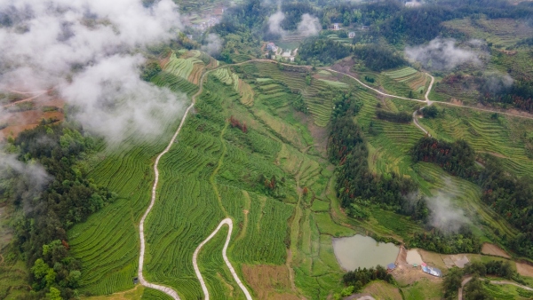 溜沙茶葉一景。胡程攝