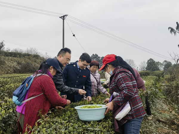 近日，永川區(qū)稅務(wù)人員來(lái)到重慶云嶺茶業(yè)科技有限責(zé)任公司的茶園，宣傳稅費(fèi)政策，幫助茶農(nóng)采茶。段順杰攝