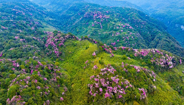 金佛山花海。景區(qū)供圖