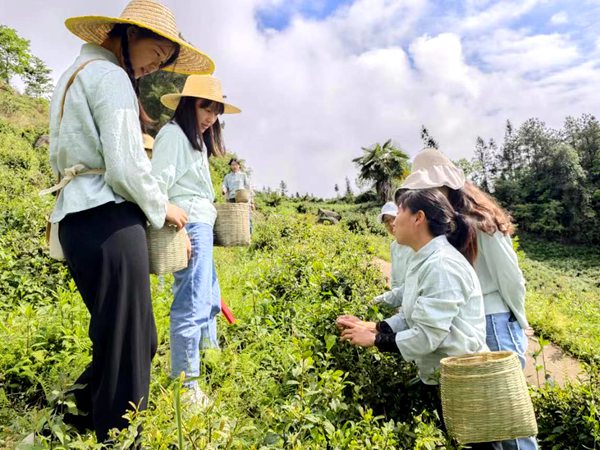 志愿者學(xué)習(xí)采茶技藝。張夢倩攝