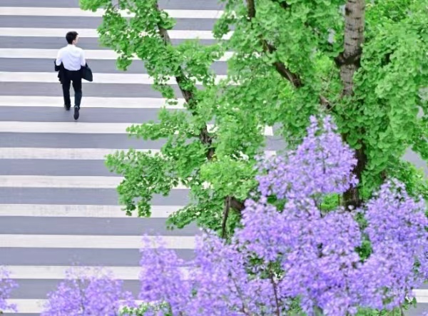 南濱路上藍花楹盛開。郭旭攝