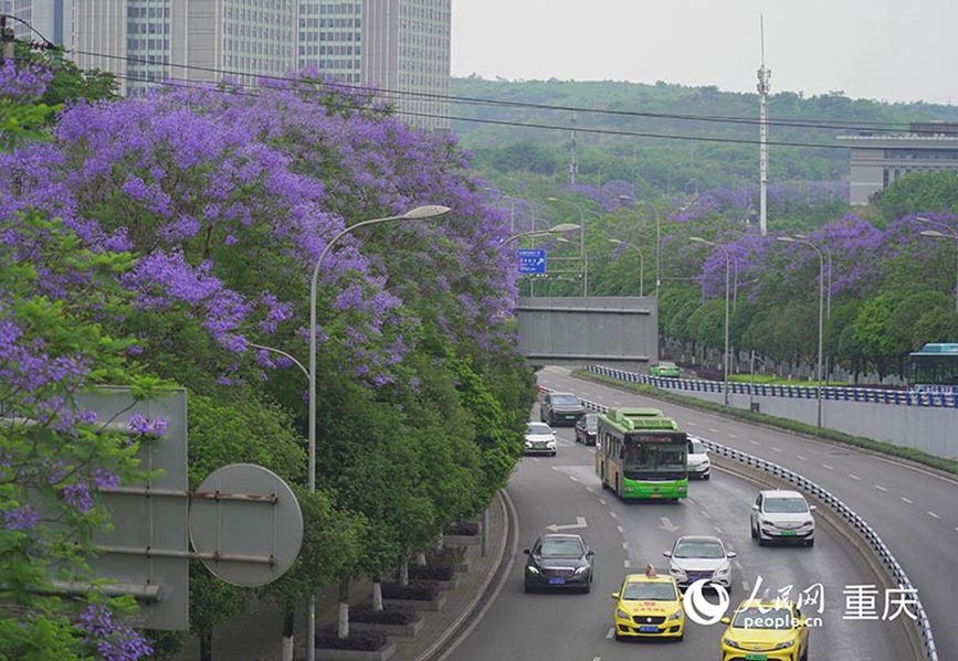 車流從藍(lán)花楹下“穿過”。 人民網(wǎng)記者 馮文彥攝