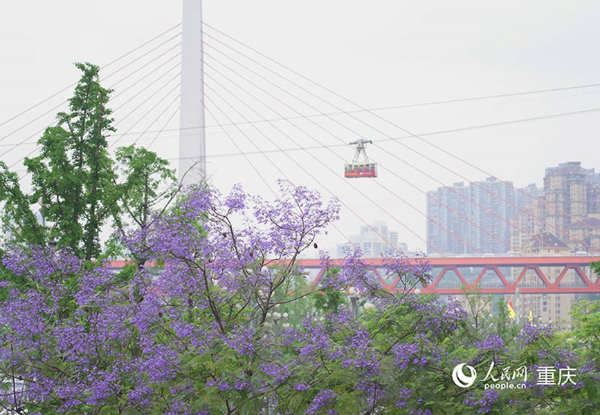 盛開的藍(lán)花楹成為城市的靚麗風(fēng)景。 人民網(wǎng)記者 馮文彥攝