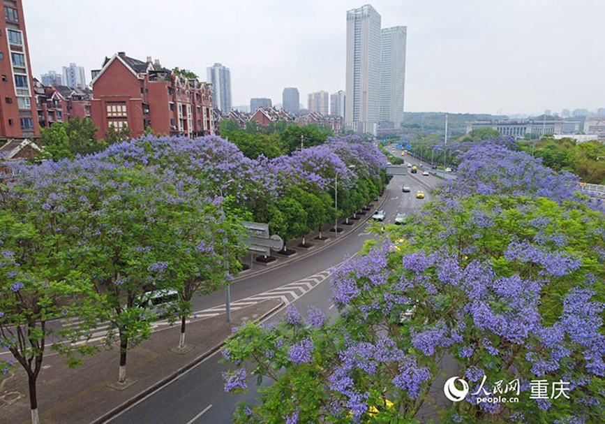 重慶兩江新區(qū)廬山大道兩旁種植了近600株藍(lán)花楹。 人民網(wǎng)記者 劉祎攝