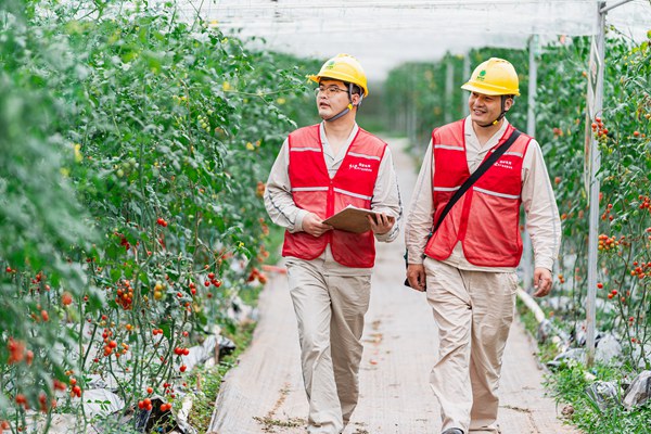 電力員工在番茄基地對大棚內(nèi)用電設(shè)施進(jìn)行安全檢查。國網(wǎng)重慶永川供電公司供圖