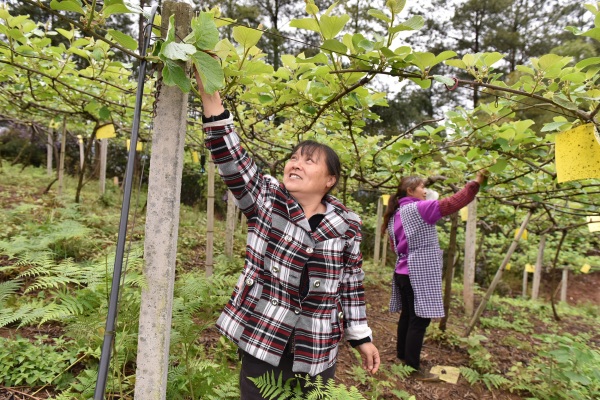 村民在青羊鎮(zhèn)獼猴桃基地務(wù)工。黃河攝