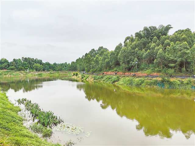 永川永榮鎮(zhèn)經(jīng)過黑臭水體治理后的姜家坪塘變成了濕地公園。首席記者 陳維燈 攝/視覺重慶