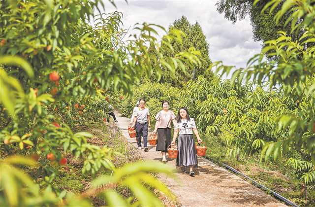 5月20日，大足區(qū)智鳳街道福壽社區(qū)的生態(tài)果園，市民采摘桃子，滿載而歸。通訊員 黃舒 攝/視覺重慶