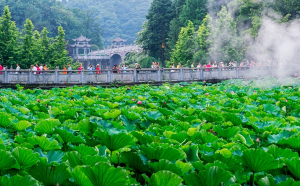 華巖旅游區(qū)賞荷花。九龍坡區(qū)文旅委供圖