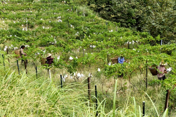 村民在基地采摘葡萄。景區(qū)供圖