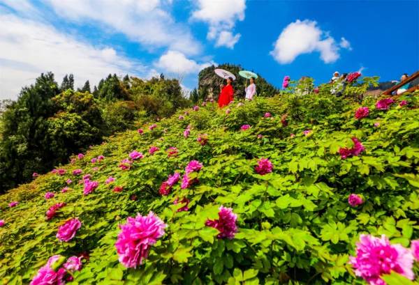 華夏牡丹園。龔長(zhǎng)浩攝