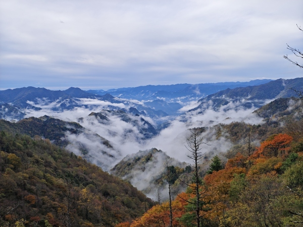 城口彩葉和云海構(gòu)成美麗畫卷。城口縣文旅委供圖