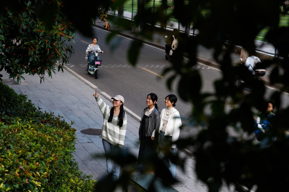 10月14日，西南大學(xué)校史館門口，數(shù)株金桂、銀桂迎來盛花期，引得不少師生駐足聞香。通訊員 蘭天 攝