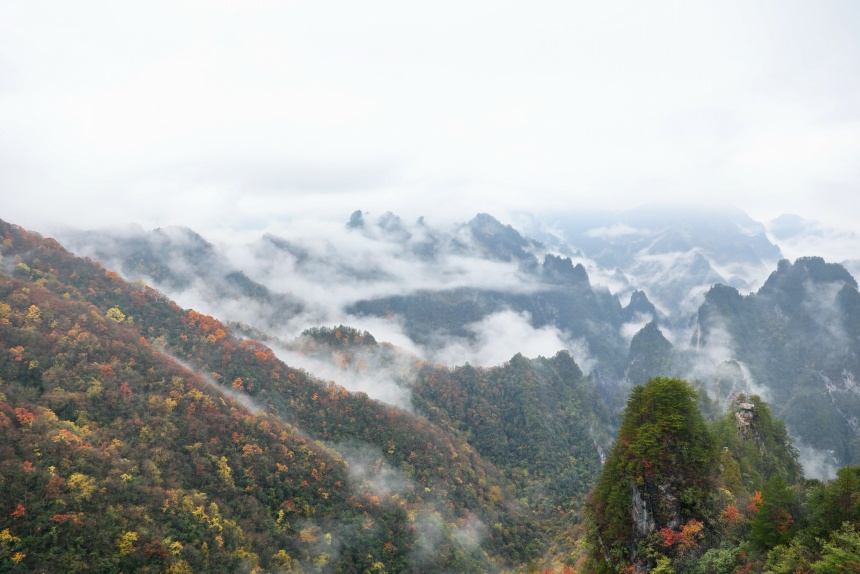 亢家寨景區(qū)彩林與山間云海。任峰攝